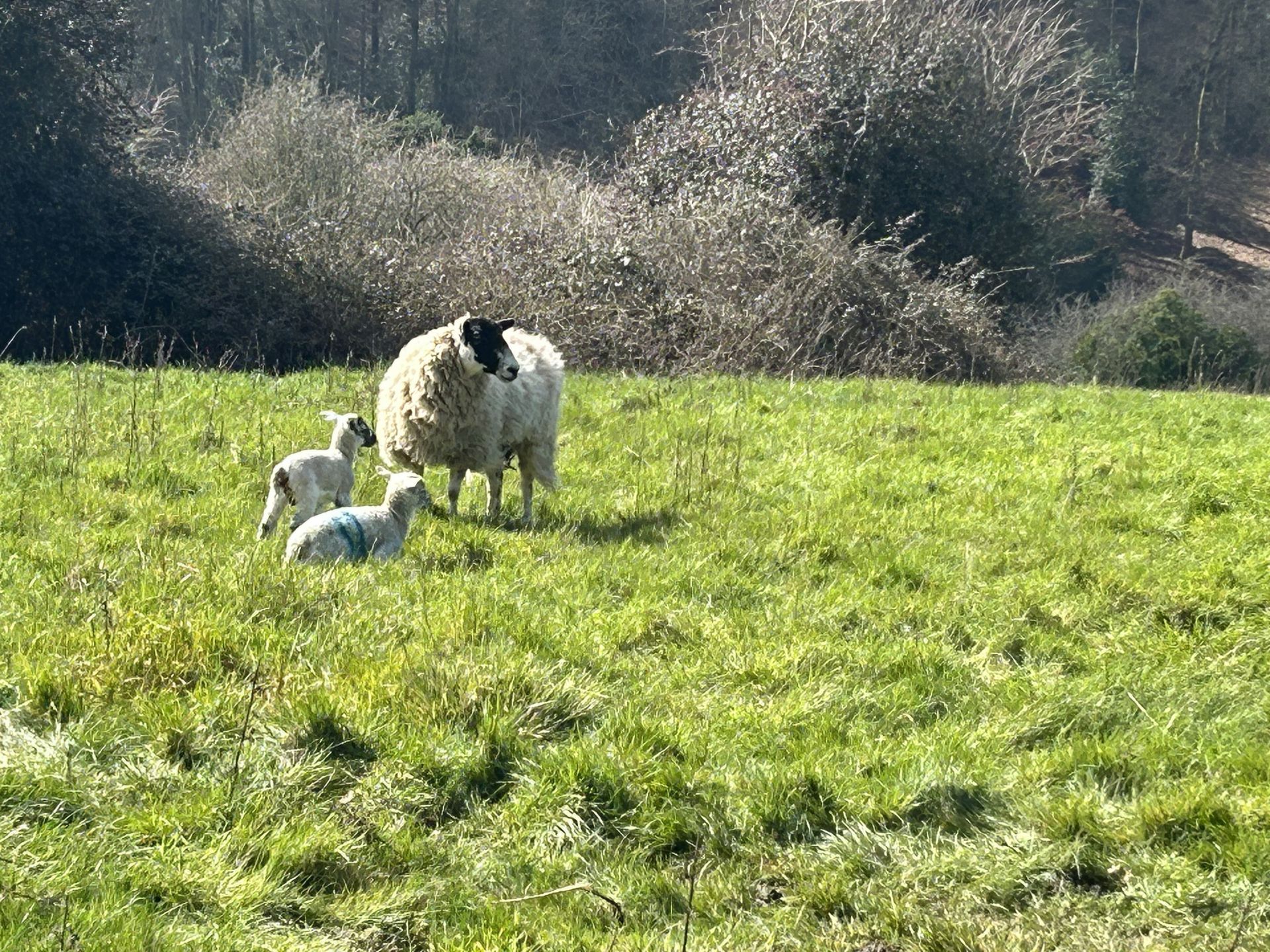 Ewes and their new born lambs